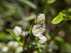 Swertia macrosperma