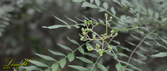 Zanthoxylum schinifolium