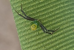 Misumenoides formosipes