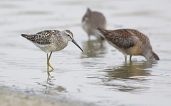 Calidris himantopus