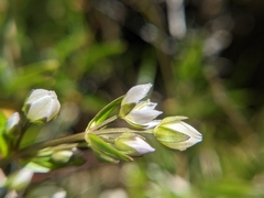 Swertia macrosperma