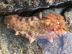 Hexabranchus sanguineus