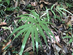 Pteris cretica