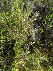 Swertia macrosperma