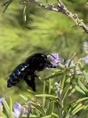 Xylocopa