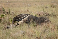 Myrmecophaga tridactyla