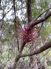 Hakea bakeriana