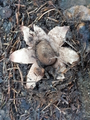 Geastrum
