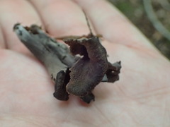 Craterellus