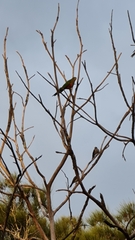 Alisterus scapularis