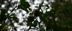 Citrus trifoliata