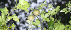 Citrus trifoliata