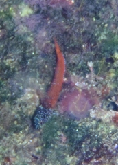 Tripterygion melanurus