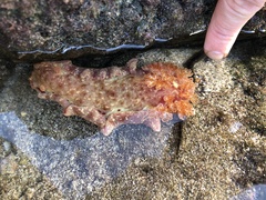 Hexabranchus sanguineus