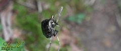 Protaetia orientalis