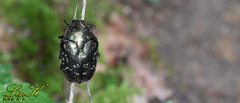 Protaetia orientalis