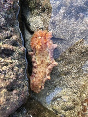 Hexabranchus sanguineus