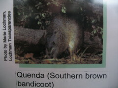 Isoodon fusciventer