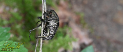 Protaetia orientalis