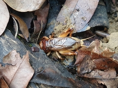 Tarbinskiellus portentosus