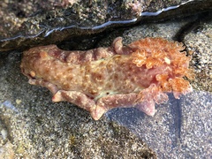 Hexabranchus sanguineus