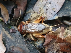 Tarbinskiellus portentosus