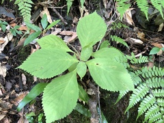 Comanthosphace formosana