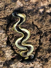 Tridacna maxima