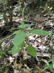 Comanthosphace formosana