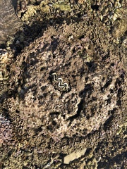 Tridacna maxima