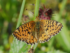 Boloria aquilonaris