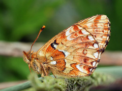 Boloria aquilonaris