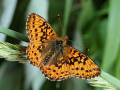 Boloria aquilonaris