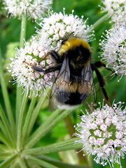 Bombus lucorum