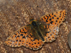 Boloria aquilonaris