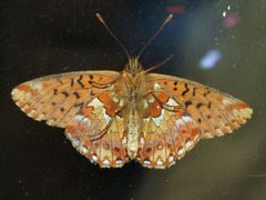 Boloria aquilonaris