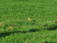 Emberiza citrinella caliginosa