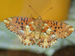 Boloria aquilonaris