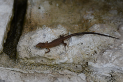 Takydromus tachydromoides