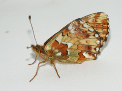 Boloria aquilonaris