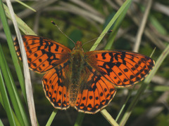 Boloria aquilonaris