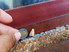 Pareuchaetes insulata