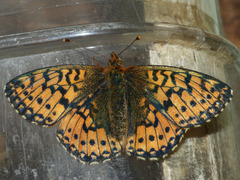 Boloria aquilonaris