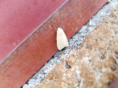 Pareuchaetes insulata