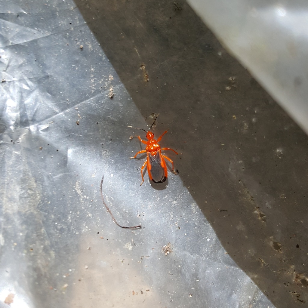 Antiopula