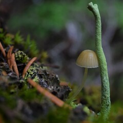 Cladonia macilenta