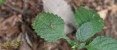 Sclerosomatidae