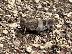 Oedipoda