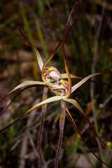 Caladenia polychroma
