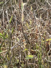 Aiolopus thalassinus tamulus